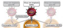Maneras en las cuales un virión del VIH puede unirse a una célula CD4.