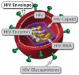 The HIV envelope is the outer portion of an HIV virion.