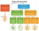 Flow chart describing the different classifications of immunity