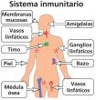 El sistema inmunitario consiste en muchos órganos.