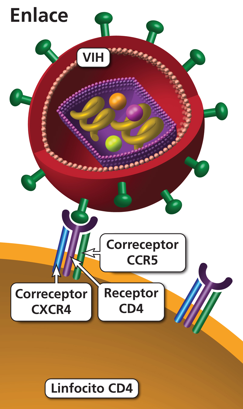 Antagonista De CCR5 | Clinicalinfo