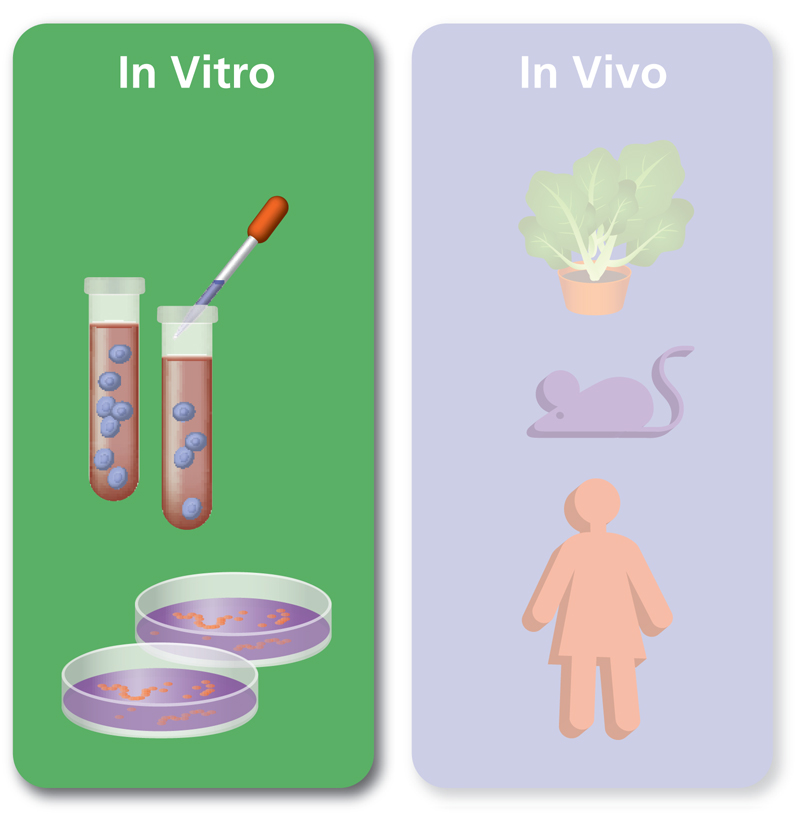 In Vitro NIH