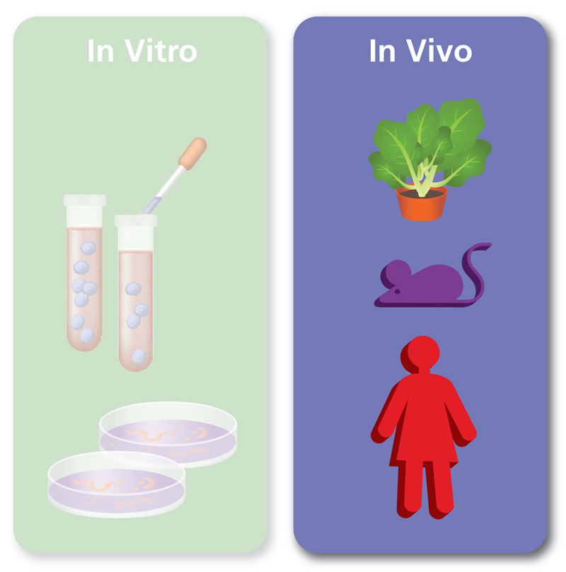 In vivo. In vivo и in vitro что это такое. Опыты in vivo и in vitro. Эксперименты in vitro in vivo. In vivo это в медицине.