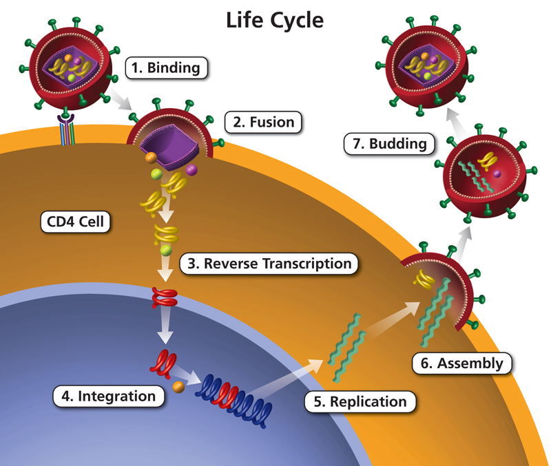 Hiv Life Cycle Diagram