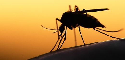 A decorative image of a mosquito.