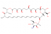 amphotericin B