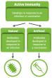 Active Immunity develops after exposure to a disease-causing infectious microorganism or foreign substance, either infection or vaccination.