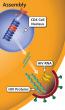 Assembly, the sixth of seven steps in the HIV life cycle, where new HIV RNA and HIV proteins assemble into HIV.