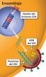Ensamblaje, el sexto de siete pasos en el ciclo de vida del VIH, donde el ARN del VIH y las proteínas del VIH se ensamblan en el VIH.