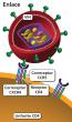 Una partícula del virus del VIH se une (se adhiere) a la superficie de la célula CD4 a través de un receptor CD4 y un correceptor CCR5 o CXCR4.