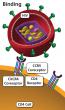 An HIV virus particle binds (attaches itself) to the surface of the CD4 cell through a CD4 receptor and a CCR5 or CXCR4 coreceptor.