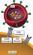 HIV binds to a host CD4 cell via coreceptors. 
