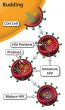 Budding is step seven of HIV replication.