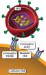 El VIH se une con una célula CD4 por medio de los correceptores CCR5 y CXCR4.
