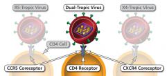 Ways in which an HIV virion can attach to a CD4 cell