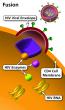 Fusion is the step when HIV attaches itself to a host CD4 cell and the HIV viral envelope fuses with the CD4 cell membrane.