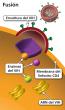 La fusión es el paso en el que el VIH se adhiere a una célula CD4 huésped y la envoltura viral del VIH se fusiona con la membrana de la célula CD4.
