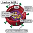 EnvolturaLa envoltura es la parte exterior de un virión del VIH.