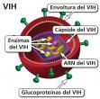 Un virión del VIH etiquetado con componentes del virus. 