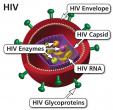 HIV virion labeled with components of virus.