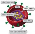 Internal component of an HIV