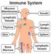 Many organs make up the immune system.