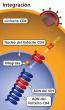 La integración es el paso en el ciclo de vida del VIH en el que el VIH usa la integrasa para insertar su ADN viral en el ADN de la célula huésped.
