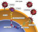 Life cycle of HIV: 1) cell binding, 2) fusion, 3) reverse transcription, 4) Integration, 5) replication, 6) assembly, and 7) budding out.