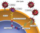 Steps of HIV replication