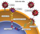 Ciclo de vida del VIH: 1) unión celular, 2) fusión, 3) transcripción inversa, 4) Integración, 5) replicación, 6) ensamblaje y 7) gemación.