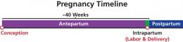 Pregnancy consists of three periods: antepartum, intrapartum, and postpartum.