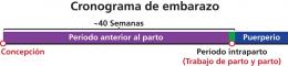 El embarazo consiste en tres períodos: Anterior al parto, intraparto, y el puerperio. 