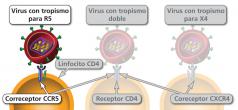 Maneras en las cuales un virión del VIH puede unirse a una célula CD4.