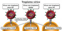 Maneras en las cuales un virión del VIH puede unirse a una célula CD4.