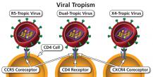 Ways in which an HIV virion can attach to a CD4 cell