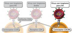 Maneras en las cuales un virión del VIH puede unirse a una célula CD4.