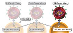 Ways in which an HIV virion can attach to a CD4 cell