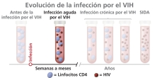Gráfico de la infección aguda por VIH que se extiende aproximadamente de 2 a 4 semanas hasta que el cuerpo produce suficientes anticuerpos contra el VIH para ser detectados por una prueba.