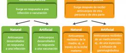 Inmunidad adquirida: se desarrolla durante la vida de una persona. Hay dos tipos de inmunidad adquirida: inmunidad activa e inmunidad pasiva.