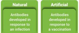 Active Immunity develops after exposure to a disease-causing infectious microorganism or foreign substance, either infection or vaccination.