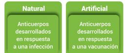 La inmunidad activa se desarrolla después de la exposición a un microorganismo infeccioso o sustancia extraña que causa una enfermedad, ya sea una infección o una vacuna.