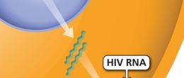 Assembly, the sixth of seven steps in the HIV life cycle, where new HIV RNA and HIV proteins assemble into HIV.