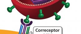 Una partícula del virus del VIH se une (se adhiere) a la superficie de la célula CD4 a través de un receptor CD4 y un correceptor CCR5 o CXCR4.