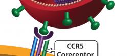 HIV binds to a host CD4 cell via coreceptors. 