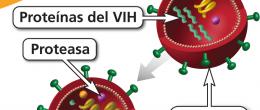Gráfico del paso de gemación en el ciclo de vida del VIH, en el que el VIH sale de la célula CD4 del huésped.