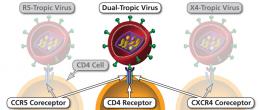 Ways in which an HIV virion can attach to a CD4 cell