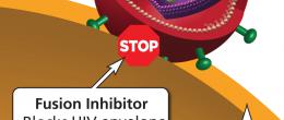 Fusion Inhibitor is an HIV drug class which blocks the HIV envelope from merging with the host CD4 cell membrane (fusion).
