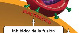 El inhibidor de fusión es una clase de fármaco contra el VIH que impide que la envoltura del VIH se fusione con la membrana de las células CD4 del huésped (fusión).