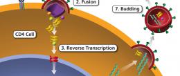 Steps of HIV replication