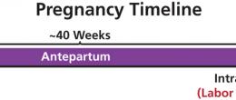 Pregnancy consists of three periods: antepartum, intrapartum, and postpartum.